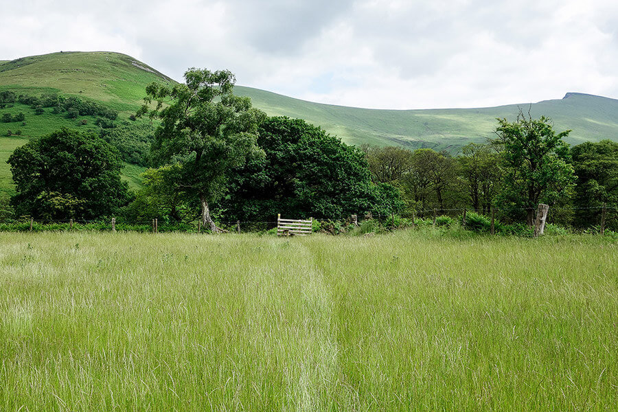 Path through a hay meadow in the Brecon Beacons